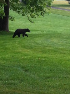 black bear